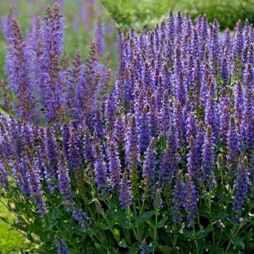 Salvia nemorosa 'Blauhügel' - Metssalvei 'Blauhügel' P9/0,55L
